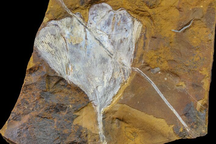 Fossil Ginkgo Leaf From North Dakota - Paleocene #156230